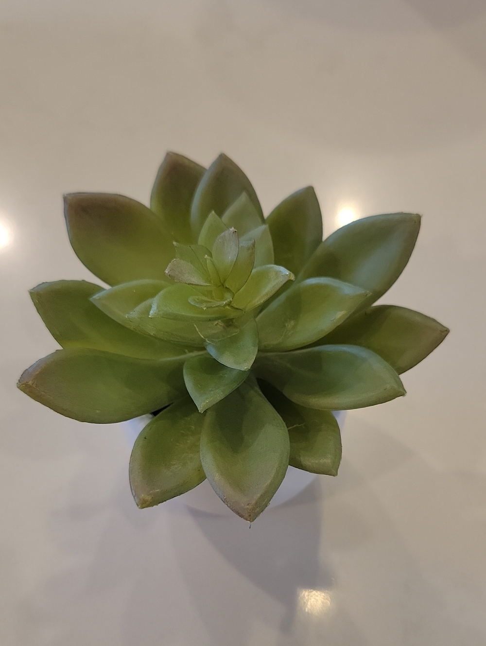 Pottery Barn Green Faux Succulent Accent